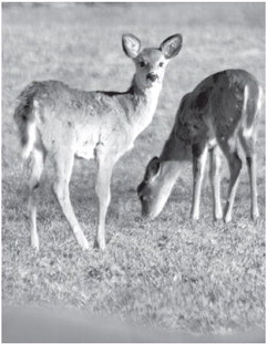 Online public comment period for antlerless deer quotas, permits runs through April 29