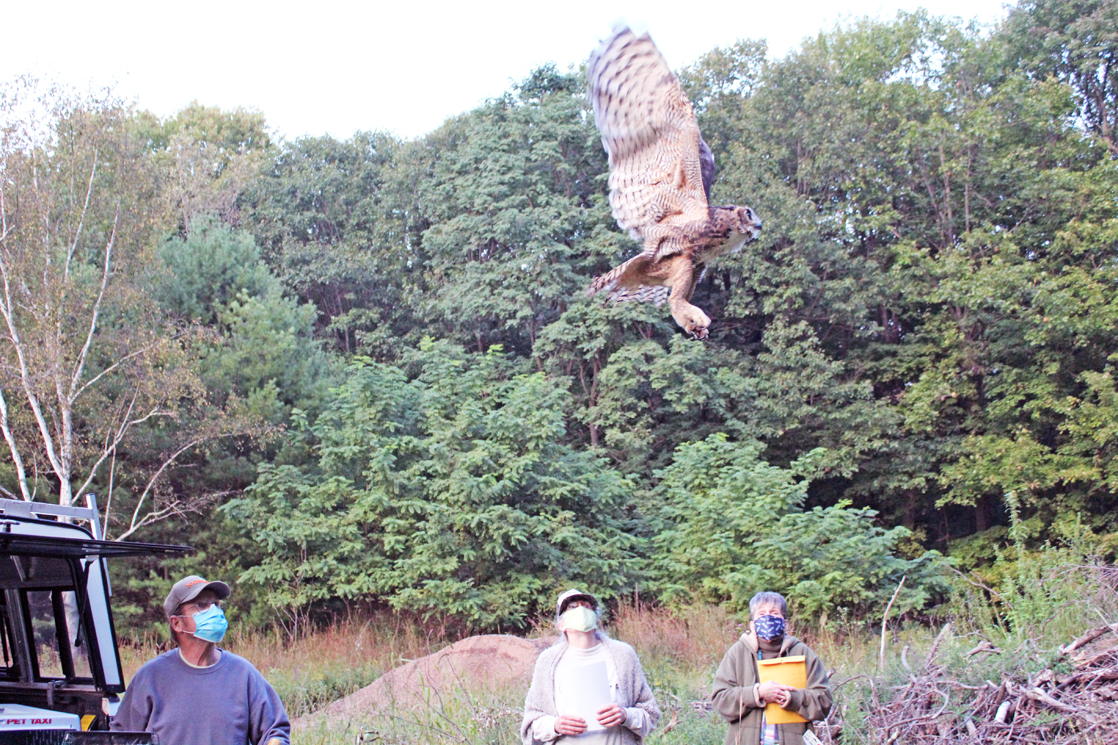 Owl returned to wild at Brunet State Park