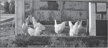 Abby revisits ordinances, from UDC to chickens