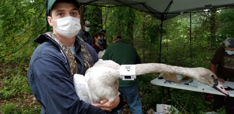 GPS collars help track trumpeter swan comeback