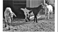 Hungry goats can make excellent escape artists