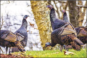 Wisconsin turkey hunters take to the field starting with April 17-18 youth hunt