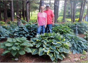 A hosta hobby that just kept growing