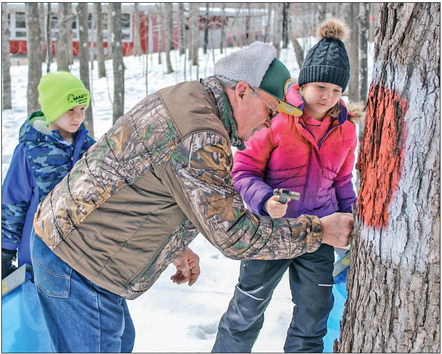 Maple Grove learning maple syrup