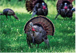 Preliminary 2022 spring turkey harvest increases from 2021