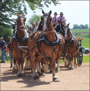 Meyer’s Belgians making a return to Farm Technology Days