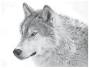 Public review, comment period for proposed wolf plan extended to Feb. 28