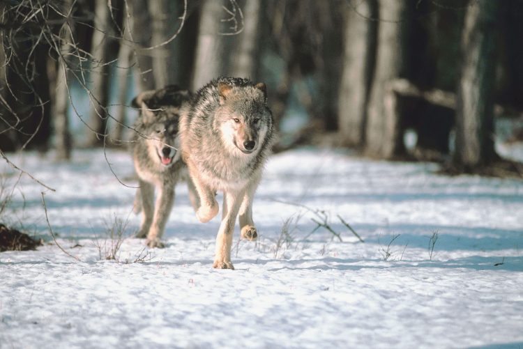 There’s still time to comment on wolf management plan