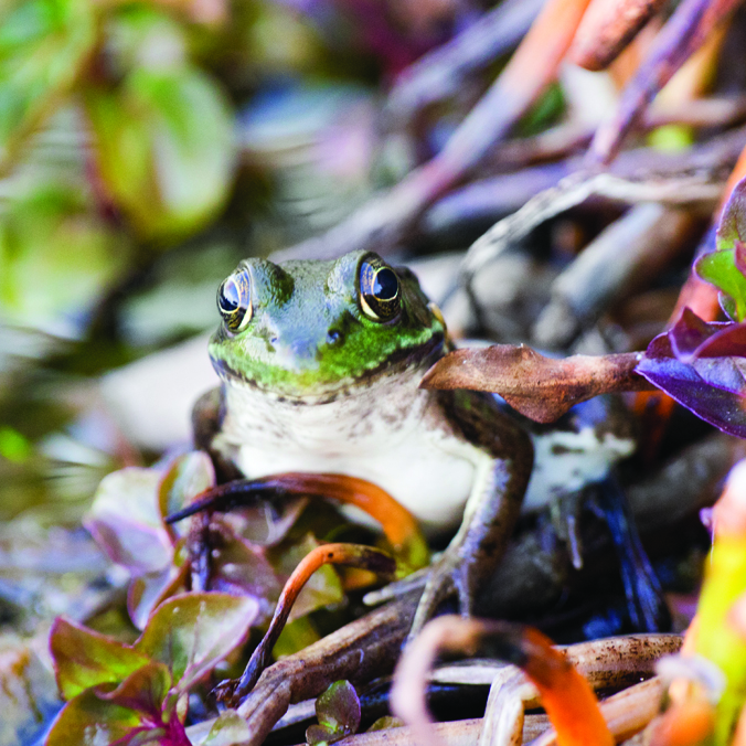 Proactive measures paying off for state’s frogs and toads