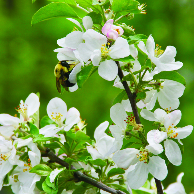 Help out pollinators by planting native varieties