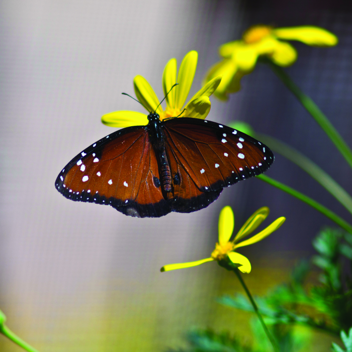 Enhanced pollinator habitat on way to Brunet State Park