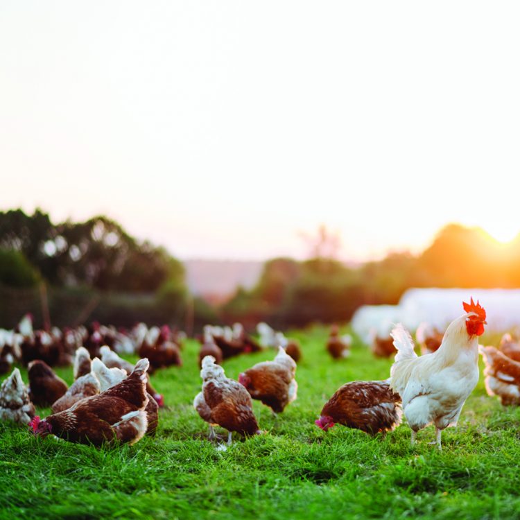 Are animal products truly free range or grass fed?