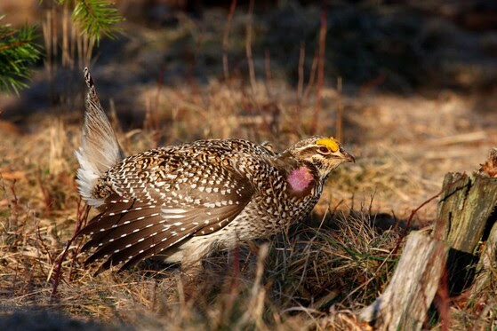 Sharp-tailed grouse season remains closed for this year