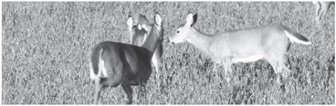 DNR asks public for help completing surveys of deer, game birds