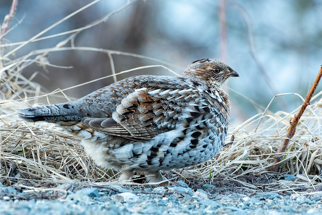 Survey shows mixed results with grouse and waterfowl