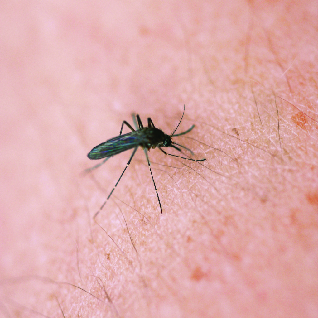 West Nile virus was found in a human