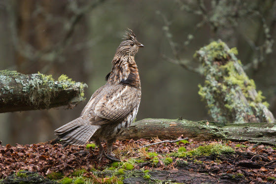 Public’s help is needed with deer and game bird surveys