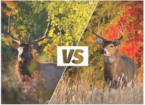 Spot the difference between an elk and white-tailed deer