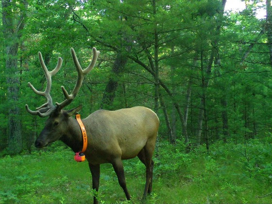 Monitor elk movements this fall breeding season