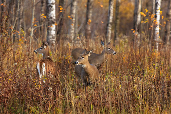 Baiting and feeding deer can lead to spread of CWD