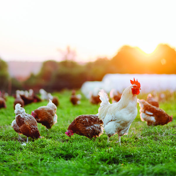 Avian flu found in a flock residing in Taylor County