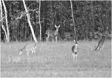 Gun deer season outlook