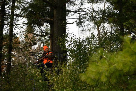 Avoid ash trees when placing deer stands this hunting season