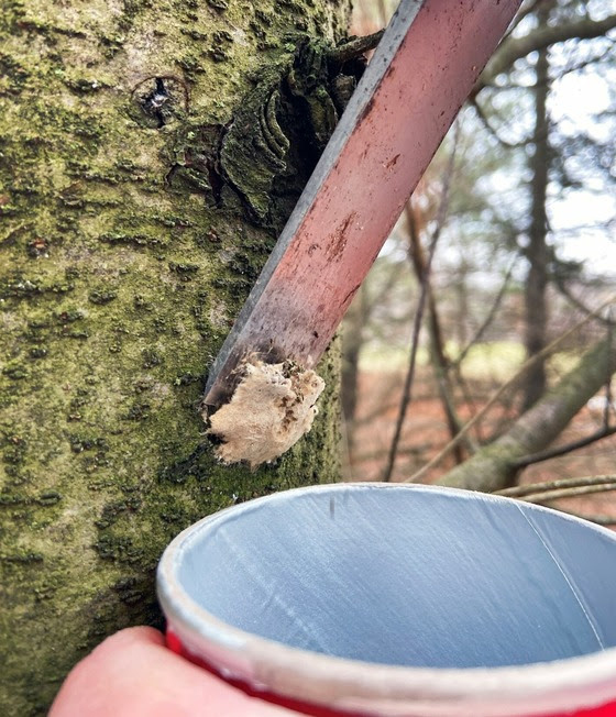 Population of spongy moth at record high