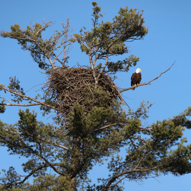 Eaglets rescued after nest tumbles down during storm