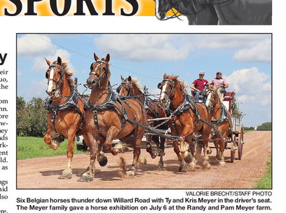 Belgian draft horses captivate onlookers with powerful display