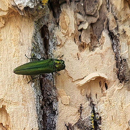 Emerald ash borer reaches every county in Wisconsin