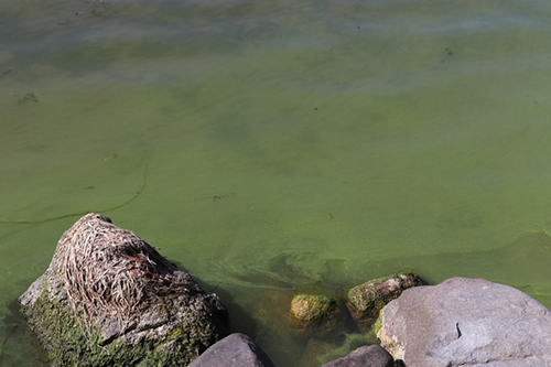 When it comes to blue-green algae, stay out of water