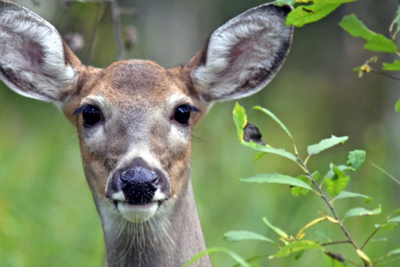 Become a community scientist for the DNR