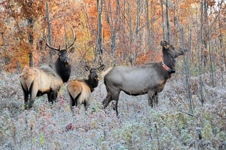 New Elk Management Plan is approved through 2034