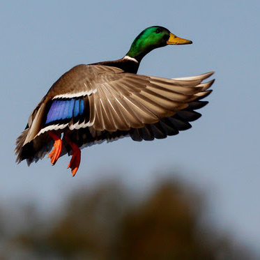 Spring waterfowl survey showing positive results