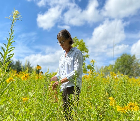 Rare plant monitoring in need of volunteers