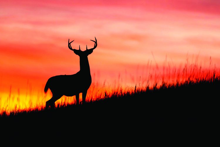 Be on the lookout for more crossing deer during fall rut