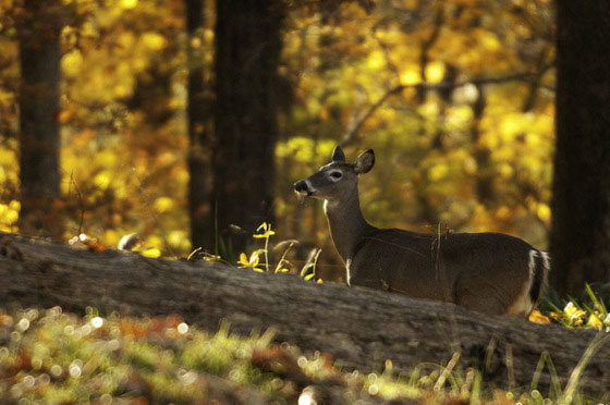 Take precautions to help prevent the spread of CWD