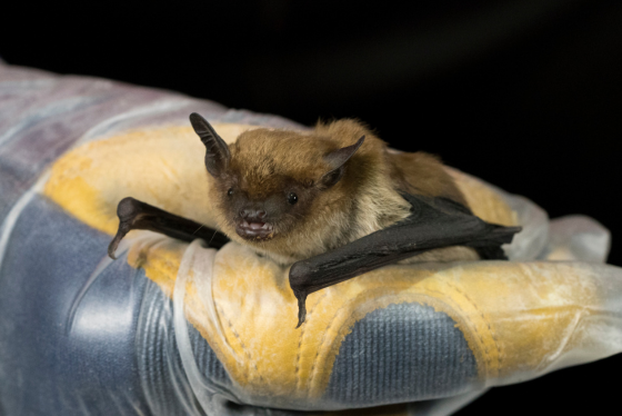 Wisconsin bat population needs your help to survive