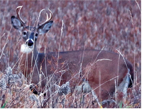 Things working for, against 2024 gun deer hunt