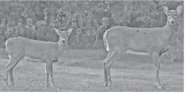 BIG RACKS  TAXIDERMY