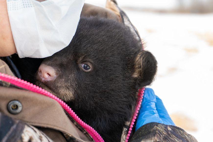 If you find a black bear den, report it immediately