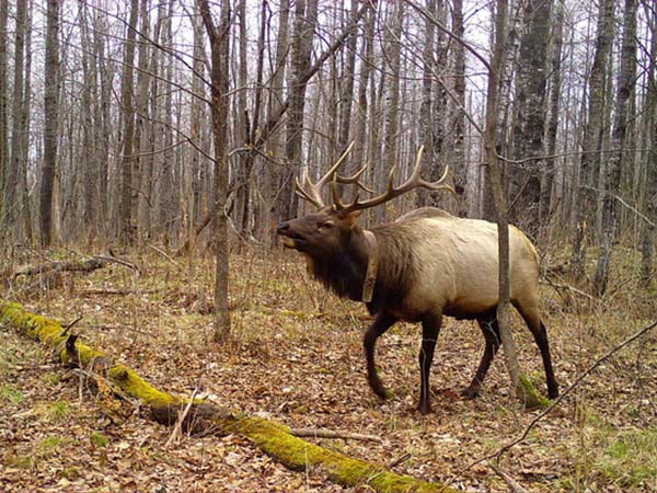 Celebrating a successful 2024 elk hunting season