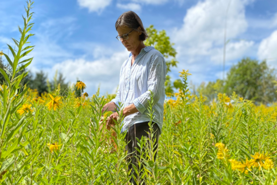 Rare plant monitoring gives valuable trend information